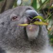 onze allereerste echte koala!! (had honger!!)